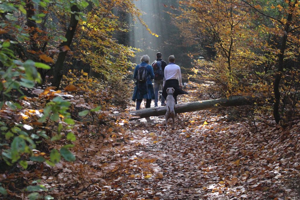 2015 HeWa Herbstbild mit Hund Wald und Frauchen